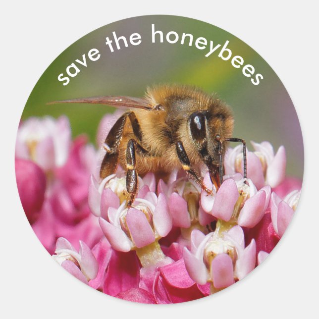 Sticker Rond Sauvez les abeilles domestiques Pollinant Narrowle (Devant)