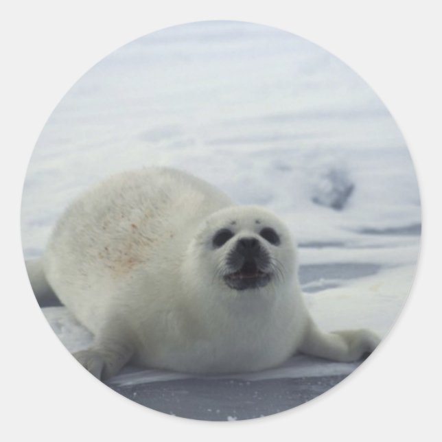 Sticker Rond Sceau de harpe sur glace (Devant)
