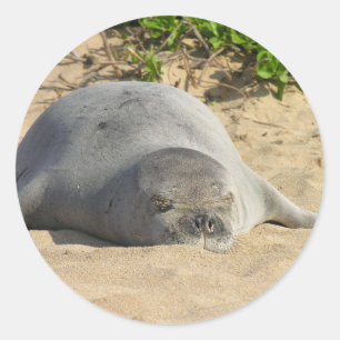 Sticker Rond Sceau de moine hawaïen endormi