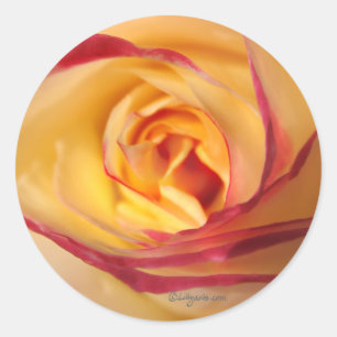 Sticker Rond Sceau Rose Enveloppe du lustre