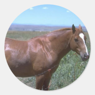 Sticker Rond Scène du pâturage du cheval