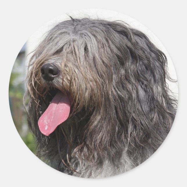 Sticker Rond schapendoes (Devant)