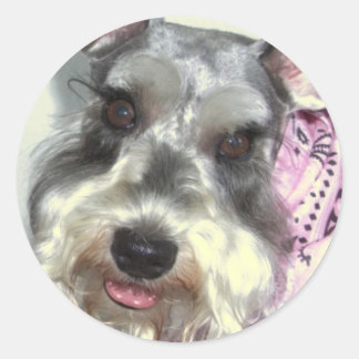 Sticker Rond Schnauzer LOVE
