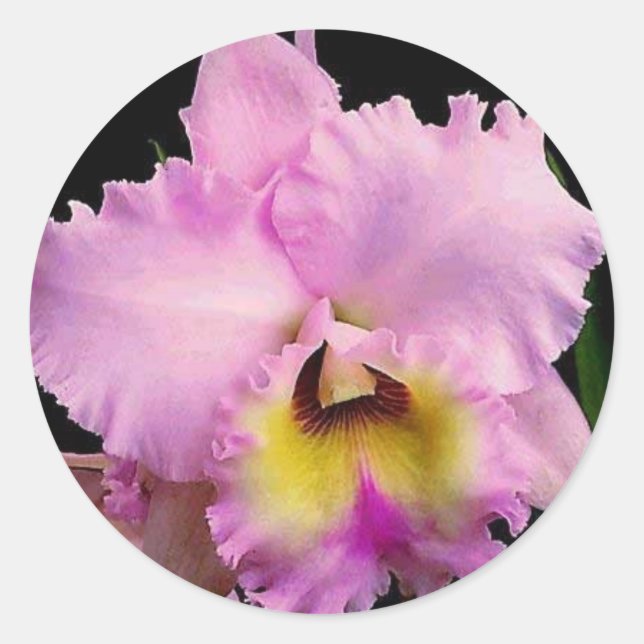 Sticker Rond Sdorquidea (Devant)