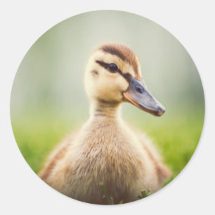 Sticker Rond Se pencher de Mallard de bébé