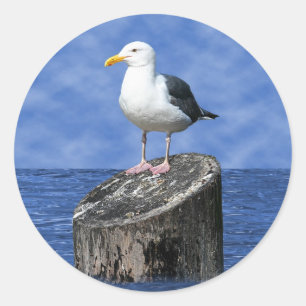 STICKER ROND SEAGULL