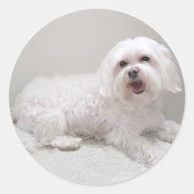 Sticker Rond Secourt de petit chien blanc (maltais) (Devant)