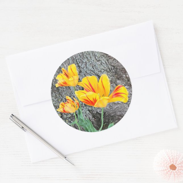 Sticker Rond Séquence de trois tulipes jaunes / (Enveloppe)