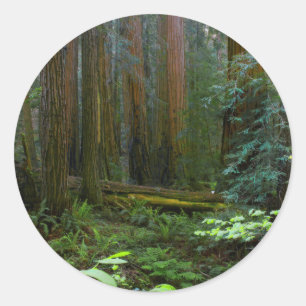 Sticker Rond Séquoias de Muir Woods National Monument