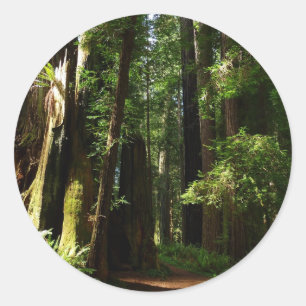 Sticker Rond Séquoias et fougères au parc national de Redwood