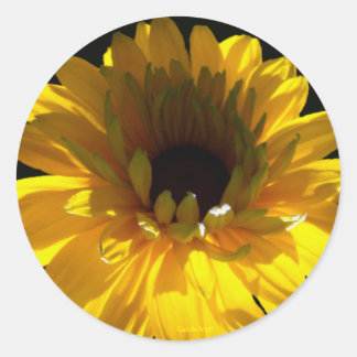 Sticker Rond Serene Sunflower