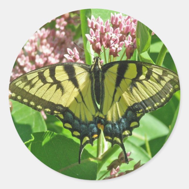 Sticker Rond Série de papillons à queue noire de tigre de l'est (Devant)