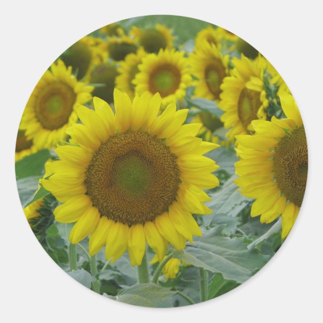 Sticker Rond Série de tournesols (Devant)