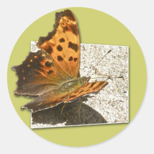 Sticker Rond Série des papillons Angle Wing Comma