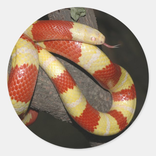Sticker Rond Serpent à lait (Devant)
