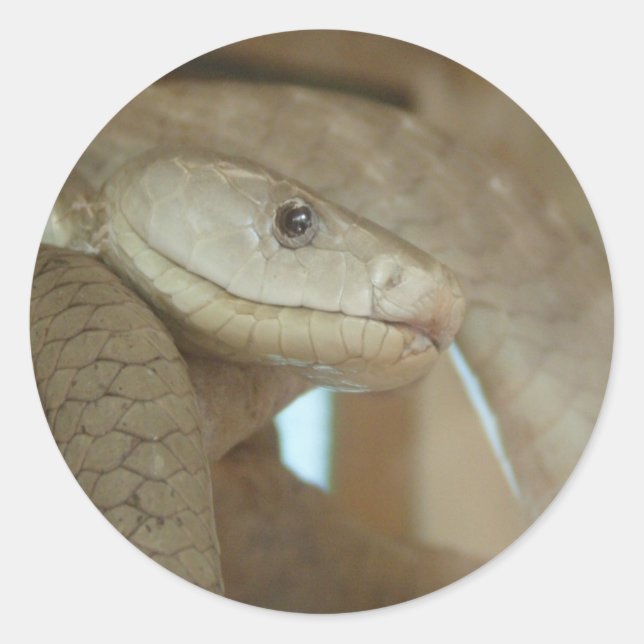 Sticker Rond Serpent Dangereux Sur L'Arbre (Devant)