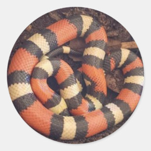 Sticker Rond Serpent de lait Pueblan