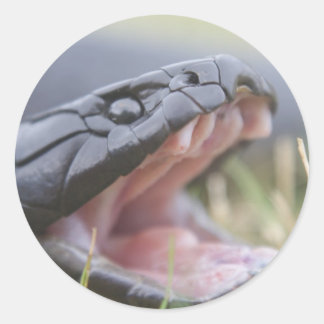 Sticker Rond Serpent de tigre