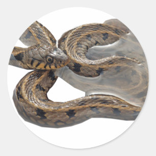 Sticker Rond Serpent d'herbe de Natrix