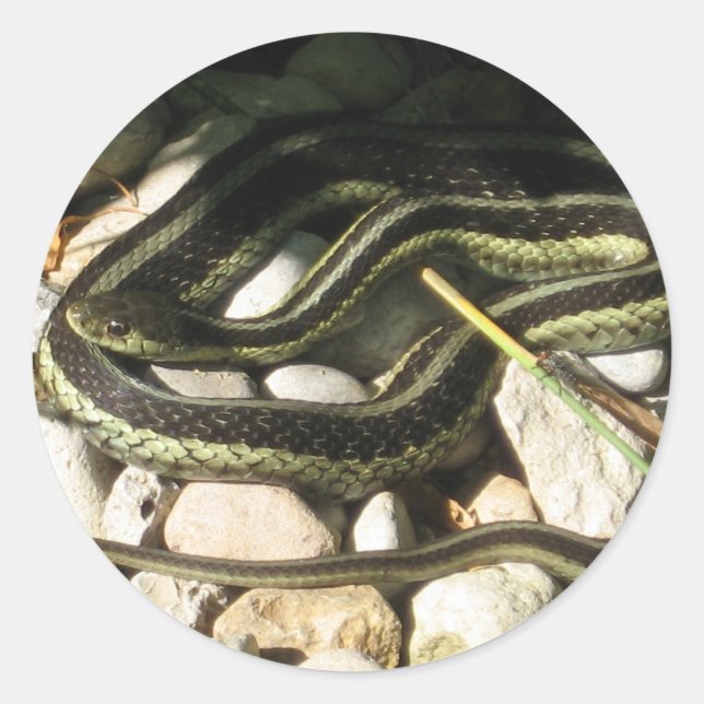 Sticker Rond Serpent Garter (Devant)