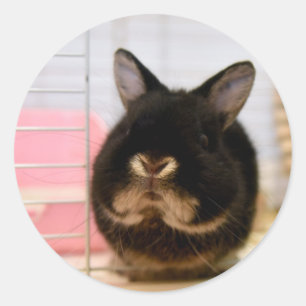Sticker Rond Sésame le lapin