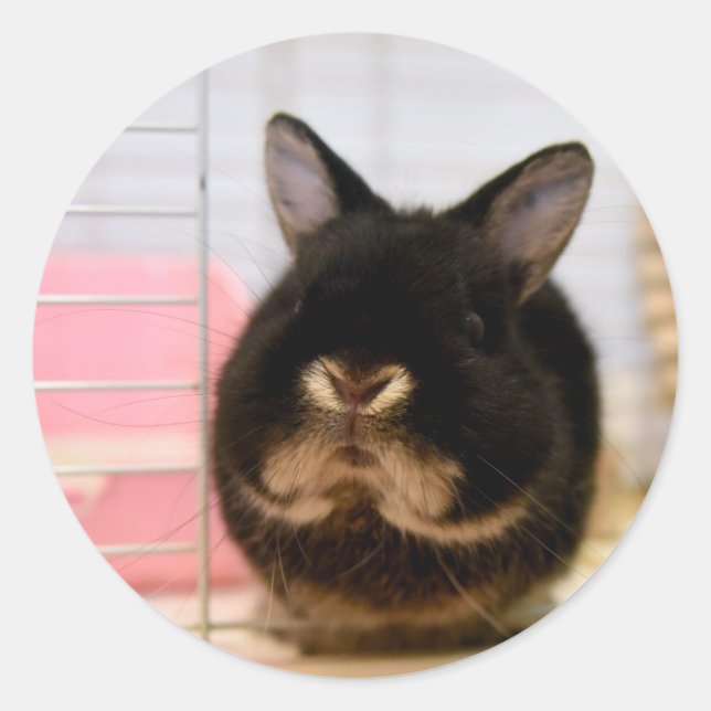 Sticker Rond Sésame le lapin (Devant)