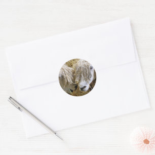 STICKER ROND SHEEP