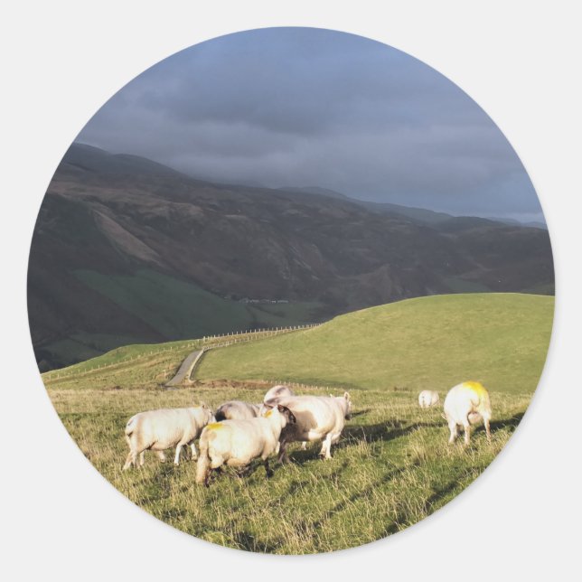 STICKER ROND SHEEP (Devant)