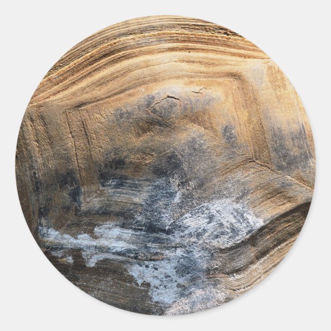 STICKER ROND SHELL GÉANT TORTOISE (Devant)