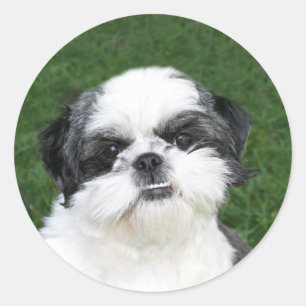 Sticker Rond Shih Tzu font face à l'autocollant