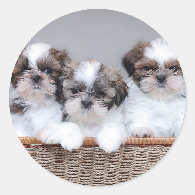 Sticker Rond Shih Tzu puppies (Devant)