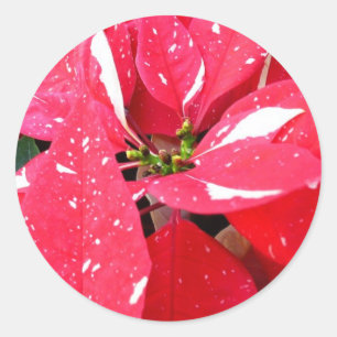 Sticker Rond Shimmer Star Surprise Poinsettia vacances Florale