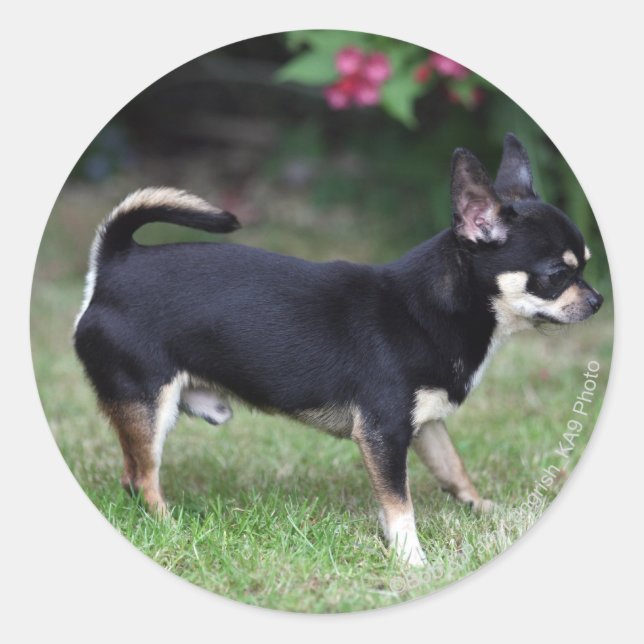 Sticker Rond Short Haired Chihuahua Standing (Devant)