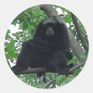Sticker Rond Siamang Gibbon