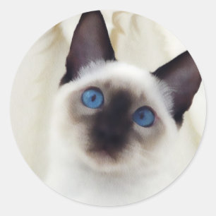 Sticker Rond Siamese Kitten