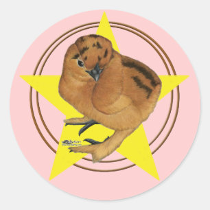 Sticker Rond Silkie Red Chick Star
