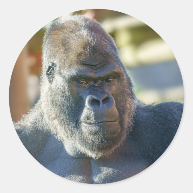 Sticker Rond Silverback frappant (Devant)