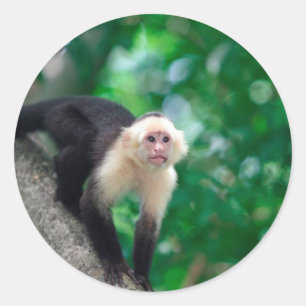 Sticker Rond Singe capucin à visage blanc mignon Nicaragua