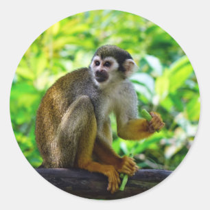 Sticker Rond Singe-écureuil mignon
