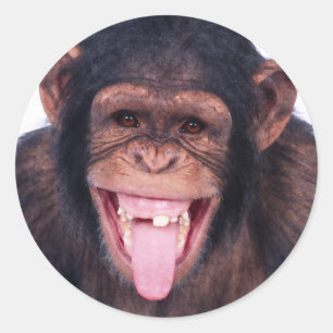 Sticker Rond Singe riant