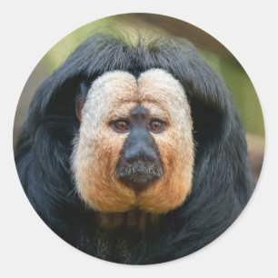 Sticker Rond Singe Saki avec un pied intense