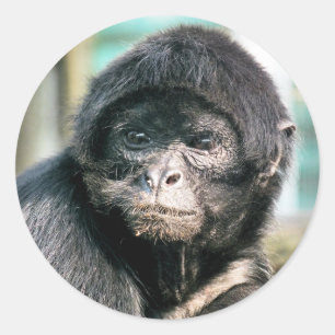 STICKER ROND SINGES