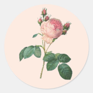 Sticker Rond Single Stem Anglais Rose Botanique