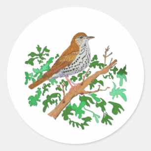 Sticker Rond Songbird, oiseau brun aux mouchettes