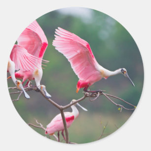 Sticker Rond Spatules rosées (Ajaia Ajaja) atterrissage