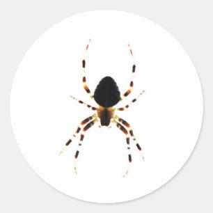 Sticker Rond Spider st arc3