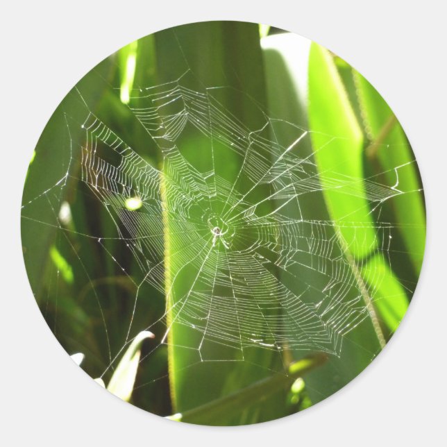 Sticker Rond Spiderweb dans Tropical Leaves Nature (Devant)