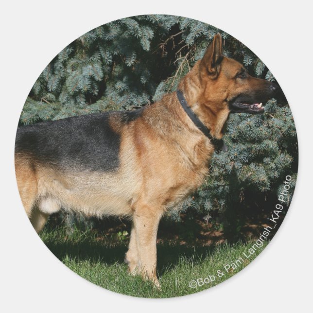 Sticker Rond Stand de spectacle berger allemand (Devant)