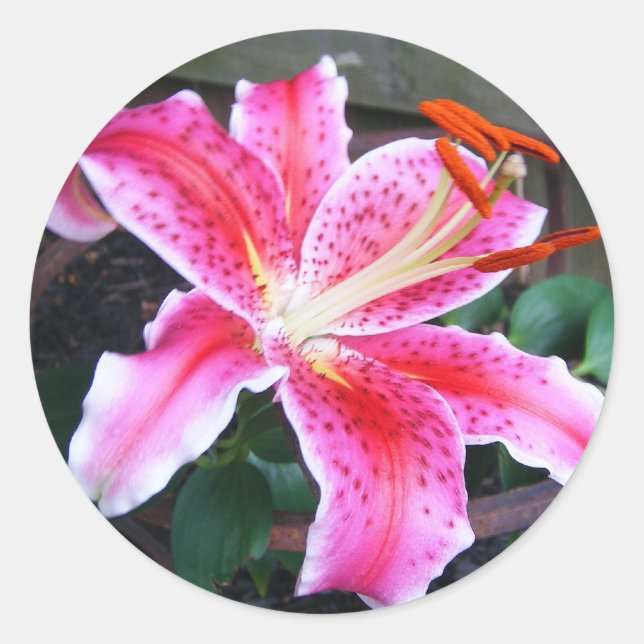 Sticker Rond Stargazer Lily (Devant)