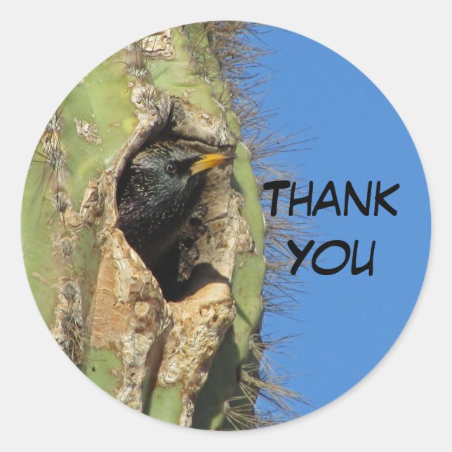 Sticker Rond Starling dans Saguaro Cactus Photo Southwest Bird (Devant)